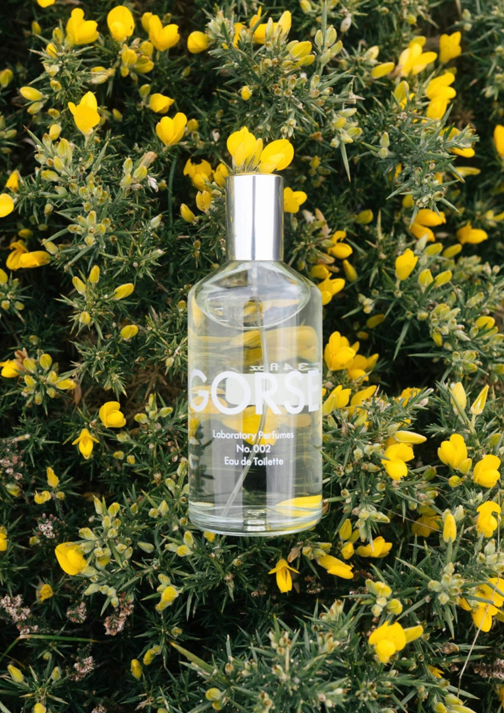 Laboratory Perfumes - Gorse - Eau de Toilette - 100ml