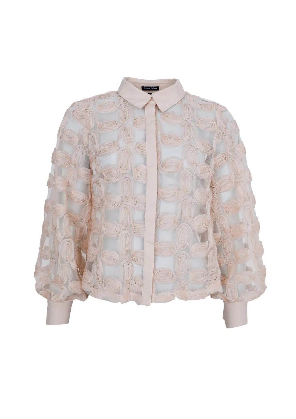 Black Colour - Violet Shirt - Champagne